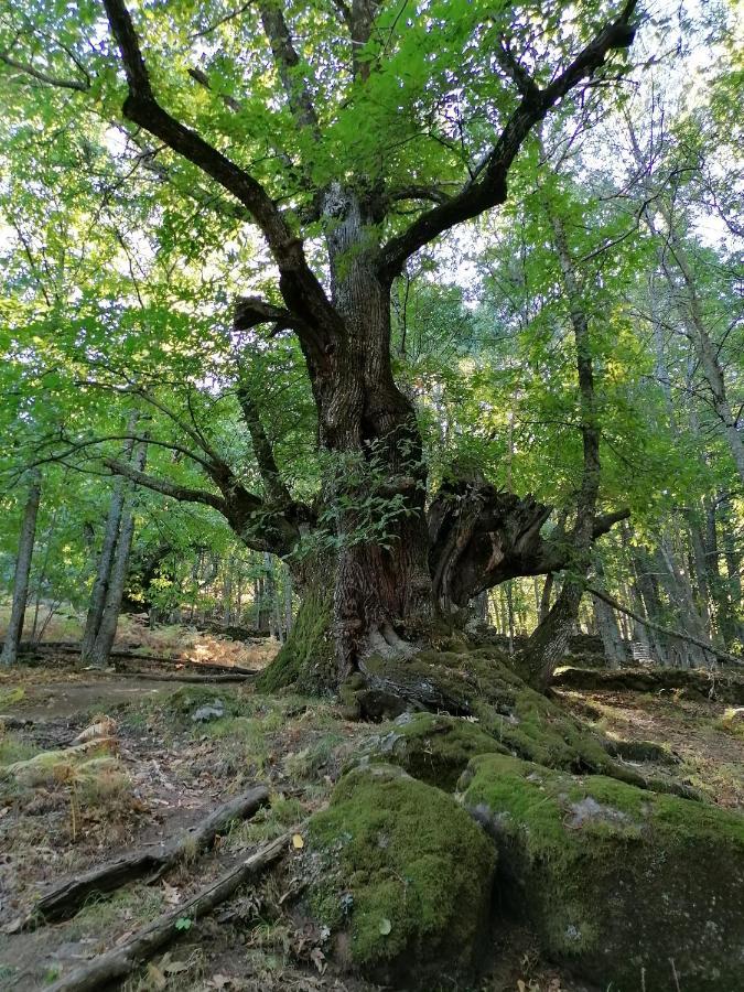 Вілла Ambroz Y Plata Альдеануева-дель-Каміно Екстер'єр фото